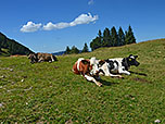 Kühe nahe der Hochalphütte