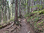 ...auf dem kleinen Waldpfad