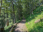 ...und erreichen über einen breiteren Waldweg