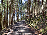 Nach wenigen Minuten biegen wir rechtshaltend in einen Forstweg ein