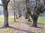 Eine Allee mit mächtigen Bäumen führt bis zum Ufer